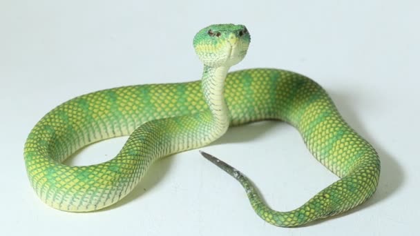 Borneo Keeled Pit Viper SnakeTropidolaemus subannulatus ізольований на білому тлі - Кадри, відео