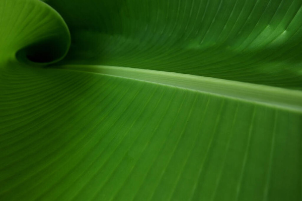 Banana Leaf in Curve Background. - Фото, изображение