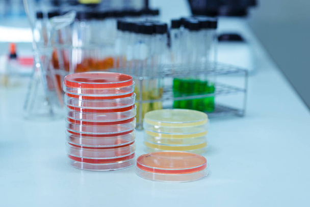 petri edények gyűjtése tenyésztőközeggel a laboratóriumban - Fotó, kép