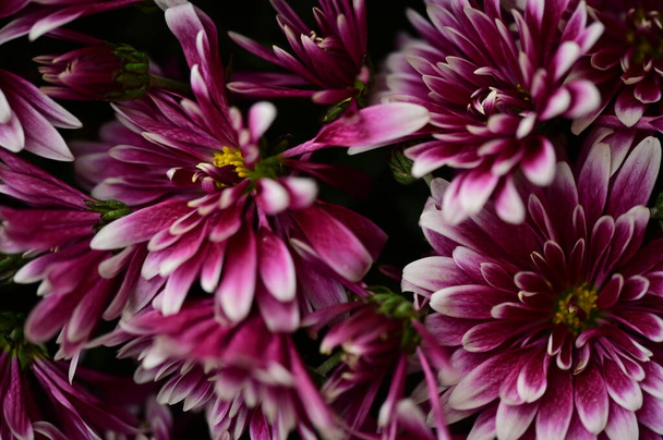 hermosas flores de crisantemo rosa, vista de cerca - Foto, Imagen