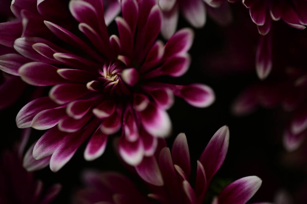 beautiful pink chrysanthemum flowers, close up view - Photo, Image
