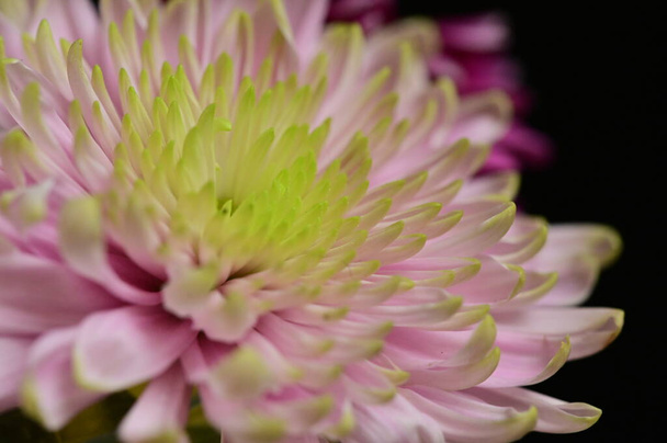 primo piano di bel crisantemo autunnale lucente - Foto, immagini