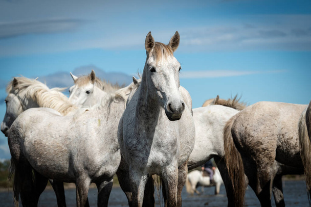 chevaux blancs en Camargue, France près de Les salines, France
 - Photo, image