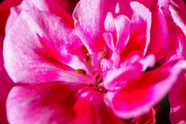 Makró felvétel egy vörös virágról. Geraniaceák. - Fotó, kép