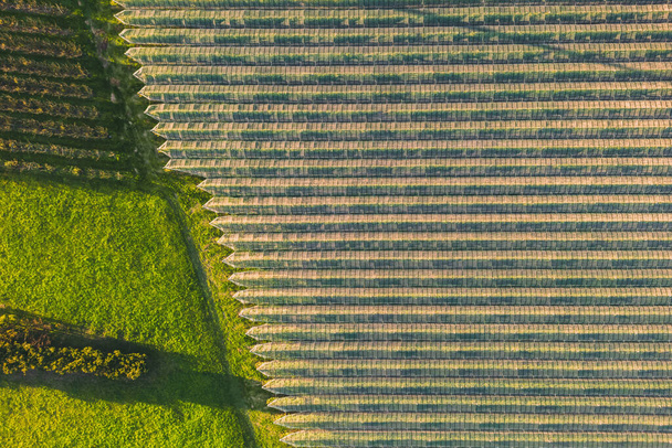 Vue aérienne du verger avec pommiers au coucher du soleil. Les champs sont couverts d'un filet de grêle. Beau paysage de campagne en plein air depuis la vue sur les drones. Beaucoup de plantes et d'arbres à fleurs. Automne  - Photo, image