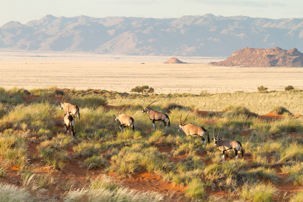 Oryx na vida selvagem, Namíbia
 - Foto, Imagem