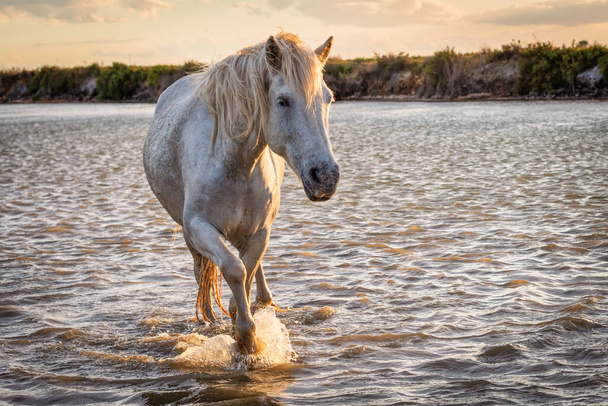 Valkoiset hevoset riimu vedessä ympäri merta Camargue, Ranska. - Valokuva, kuva