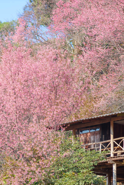 Пан Хмонг Кхун Чанг Кхиан в Чианг Май пользуется популярностью у туристов, чтобы увидеть красивые розовые цветения вишни зимой каждый год, и есть жилье для туристов, которые приходят посмотреть цветение вишни. - Фото, изображение