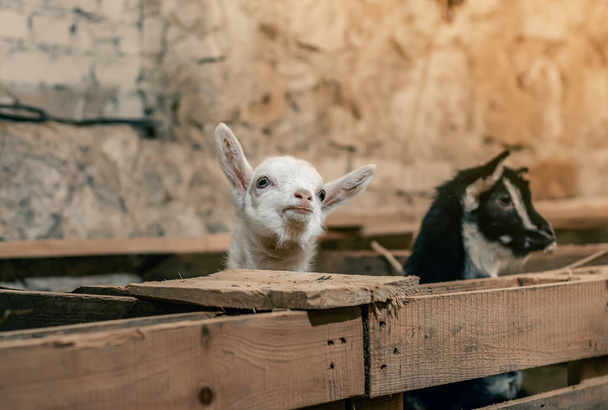 Lovely couple kid white goats. Two little white goats standing in wooden shelter and looking at the camera. Cute with funny. Close-up. Soft sunlight. Shallow depth of field. - Photo, image
