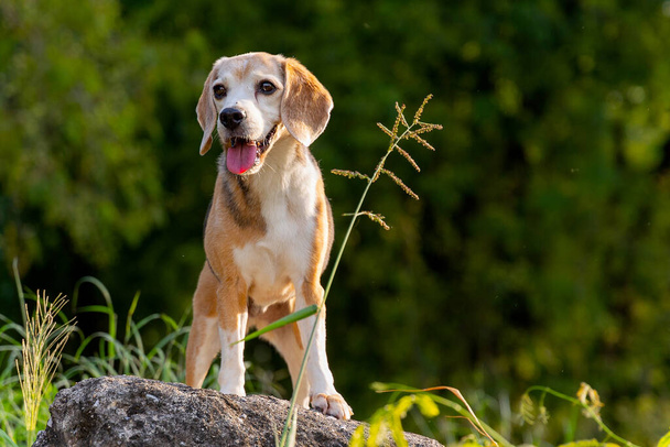 Vista frontal de perro beagle permanecer en la roca con flor de vidrio en el lado y esperamos un lugar interesante con luz cálida. - Foto, Imagen
