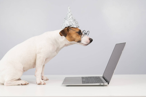 Jack Russell Terrier dog in a tinfoil hat and glasses works at a laptop - Foto, imagen