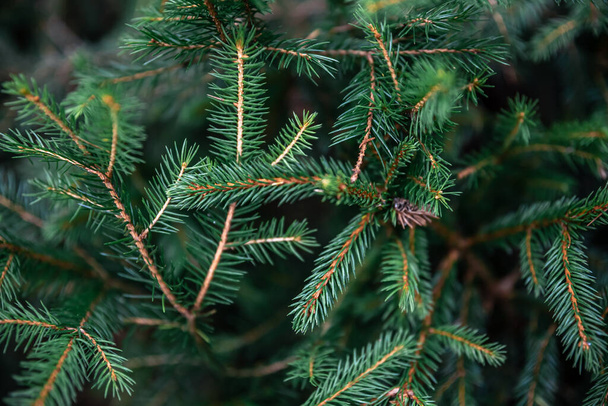 森の中の素敵なモミの枝。閉めろ。あなたのテキストの素晴らしい背景。クリスマスの装飾. - 写真・画像