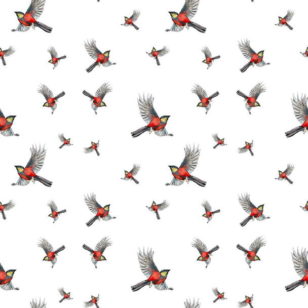 鳥の赤のパターン。かわいい水彩イラスト。白地に描かれた手。デザイン、家庭の装飾、ファブリック、プリント、テキスタイル、カード、招待状、バナー、アクセサリーで使用するための画像.  - 写真・画像