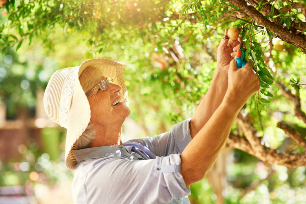 Kotimainen ja terve. Juuri niin kuin hän haluaa. onnellinen vanhempi nainen poimien granaattiomenia puusta takapihallaan - Valokuva, kuva