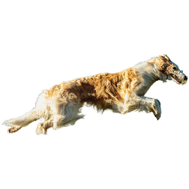 Hond rennen in het veld en jagen op volle snelheid op de concurrentie rechtstreeks op camera geïsoleerd op witte achtergrond - Foto, afbeelding