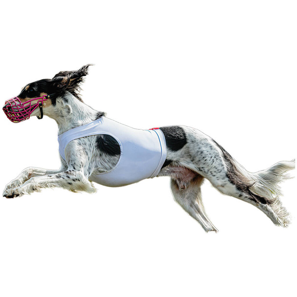 Cão correndo em campo e perseguindo a toda a velocidade na competição em linha reta na câmera isolada no fundo branco - Foto, Imagem