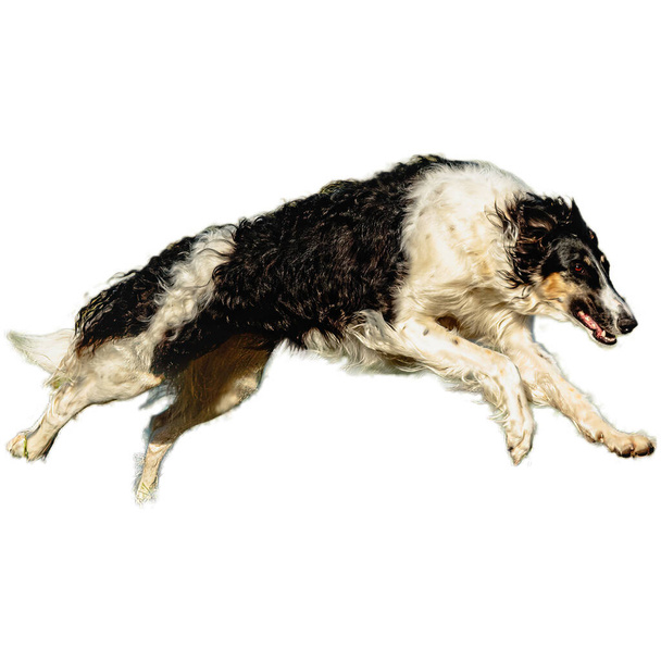 Pies biegający w terenie i goniący z pełną prędkością na zawodach prosto przed kamerą odizolowany na białym tle - Zdjęcie, obraz