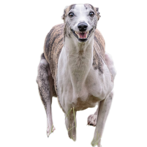 Собака бігає в полі і переслідує на повній швидкості на змаганнях прямо на камеру ізольовано на білому тлі
 - Фото, зображення