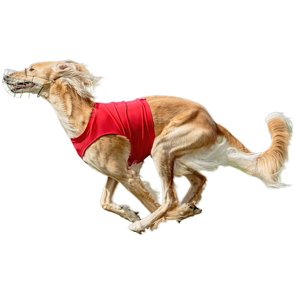 Pes běží v poli a honí v plné rychlosti na konkurenci přímo na kameře izolované na bílém pozadí - Fotografie, Obrázek