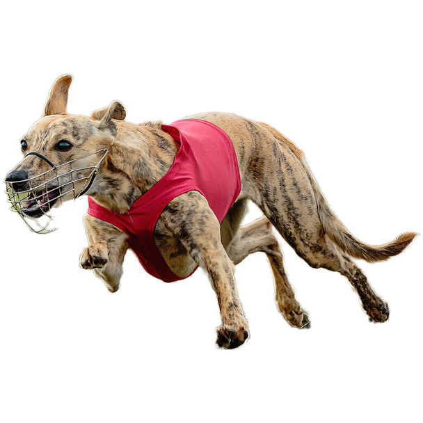 Pes běží v poli a honí v plné rychlosti na konkurenci přímo na kameře izolované na bílém pozadí - Fotografie, Obrázek