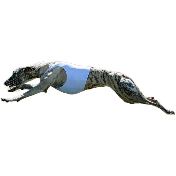 Cane che corre in campo e insegue a tutta velocità sulla concorrenza dritto sulla fotocamera isolata su sfondo bianco - Foto, immagini