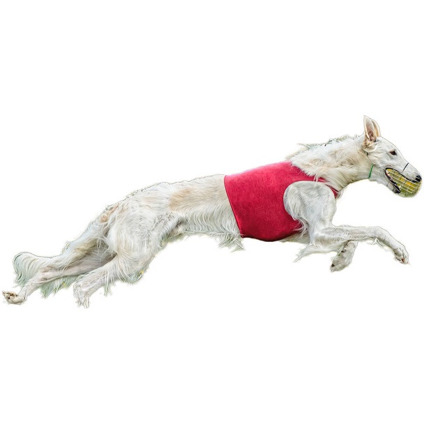 Pies biegający w terenie i goniący z pełną prędkością na zawodach prosto przed kamerą odizolowany na białym tle - Zdjęcie, obraz
