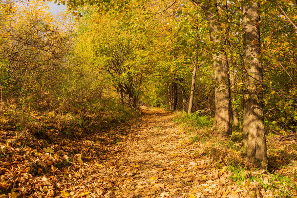 Camino a través del parque de otoño
 - Foto, Imagen
