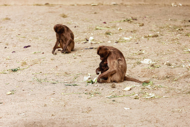 група мавп сидить на скелі і їсть овочі в їх природному середовищі проживання. тваринна дика природа
. - Фото, зображення
