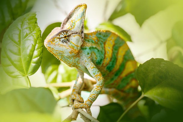 Yemen chameleon - Photo, Image