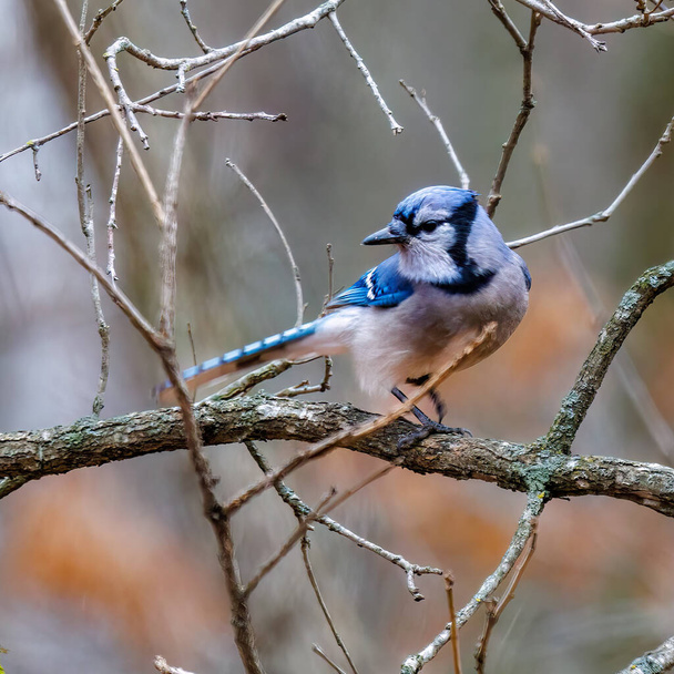 Blue jay (Cyanocitta cristata) sitting on a tree branch during fall in Wisconsin. - Photo, Image