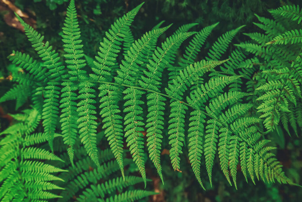 Green summer fern leaf in the forest. Dark vintage hipster background - Foto, imagen