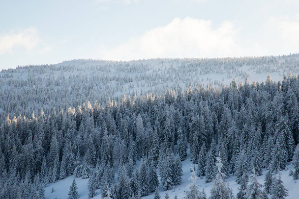amazing winter landscape with snowy fir trees in the mountains - Photo, image