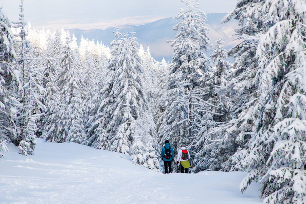 amazing winter landscape with snowy fir trees in the mountains - Zdjęcie, obraz