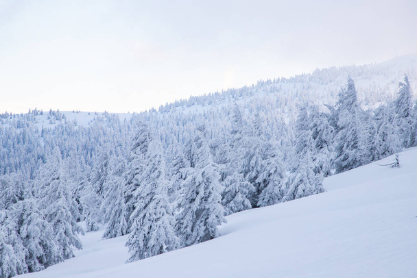 Dağlarda karlı köknar ağaçları olan inanılmaz kış manzarası - Fotoğraf, Görsel