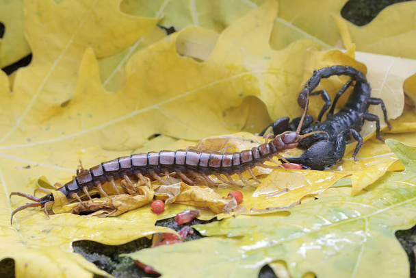 Egy ázsiai erdei skorpió készen áll arra, hogy egy százlábút (Scolopendra morsitans) zsákmányoljon egy halom száraz levélben. Ennek a csípő állatnak a tudományos neve Heterometrus spinifer. - Fotó, kép