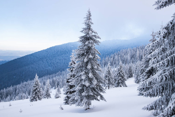 csodálatos téli táj havas fenyőfák a hegyekben - Fotó, kép