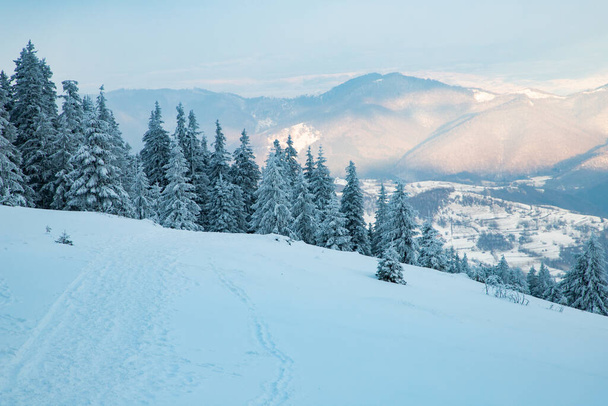 hämmästyttävä talvi maisema luminen kuusia vuorilla - Valokuva, kuva