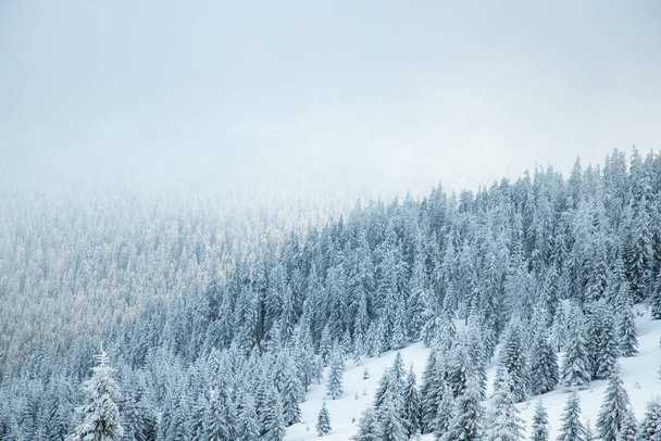 удивительный зимний пейзаж со снежными елками в горах - Фото, изображение
