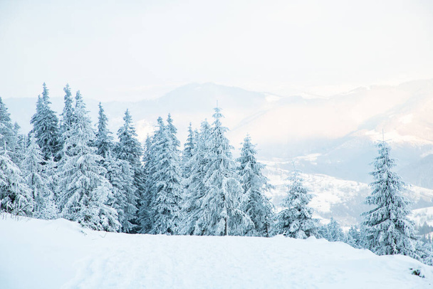 paysage hivernal incroyable avec des sapins neigeux dans les montagnes - Photo, image