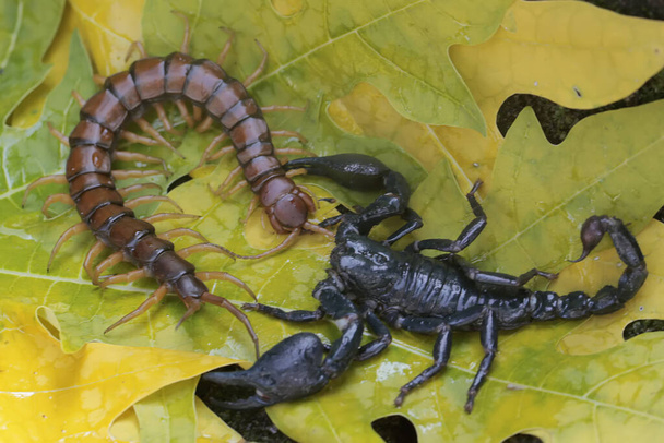 Азиатский лесной скорпион готов охотиться на многоножку (Scolopendra morsitans) в куче сухих листьев. Это жалящее животное имеет научное название Heterometrus spinifer. - Фото, изображение