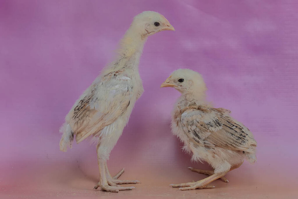 Несколько цыплят отдыхают в курятнике. Это животное имеет научное название Gallus gallus domesticus. - Фото, изображение