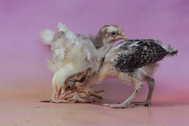 Несколько цыплят отдыхают в курятнике. Это животное имеет научное название Gallus gallus domesticus. - Фото, изображение