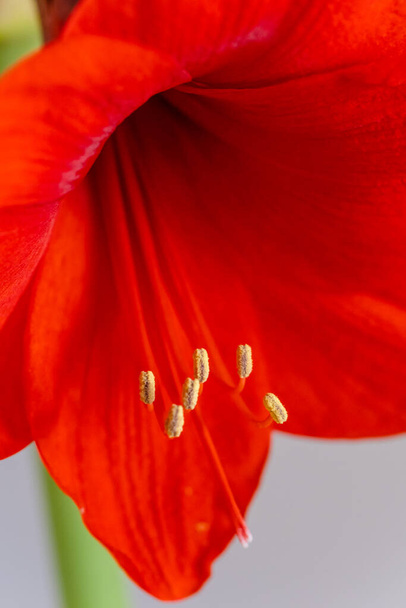 Blossom spring red flower.macro shot on leaves. - Photo, Image
