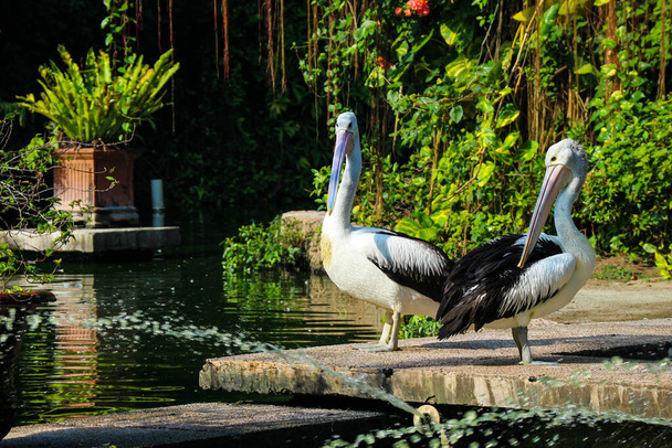 The parrot or pelican is a water bird that has a pouch under its beak, and is part of the Pelecanidae bird family. This bird is one of the bird species in the lake in Ragunan Zoo. - Photo, image