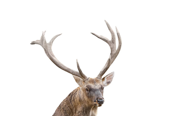 Zbliżenie portret zauważonego jelenia, jelenia czital, lub jelenia osi z ogromnymi rogami jest izolowany na białym tle. Jeleń zbliżyć z dużymi rogami. - Zdjęcie, obraz