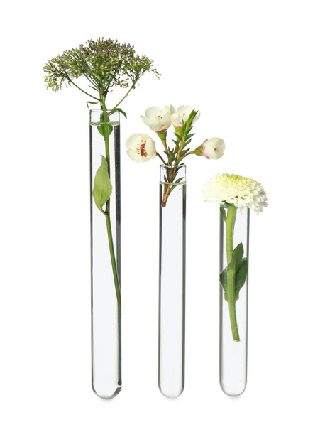 Different plants in test tubes on white background - Foto, Imagem