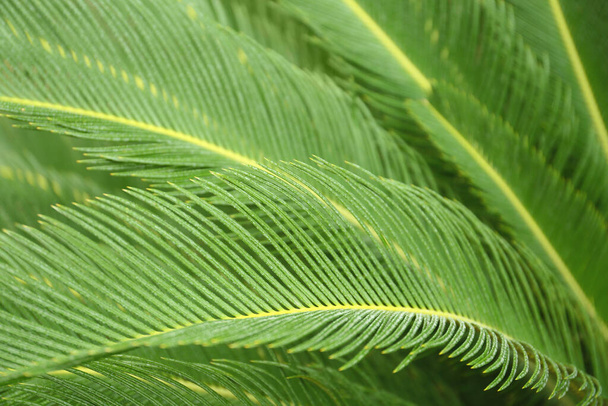 Closeup view of beautiful tropical palm leaves - Foto, afbeelding