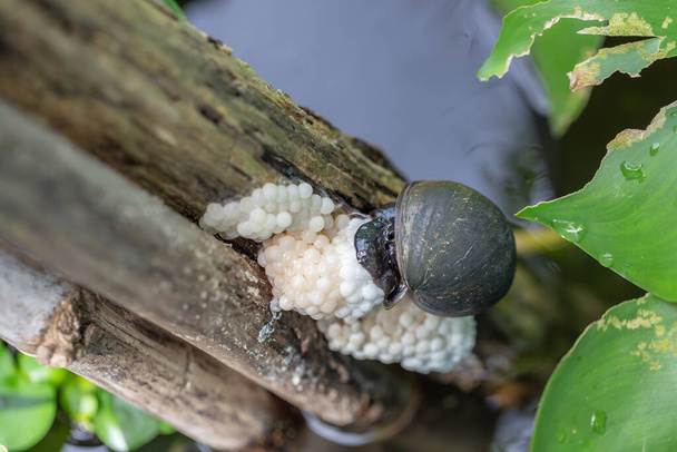 the apple snail are laying eggs on the wooden stake. - 写真・画像