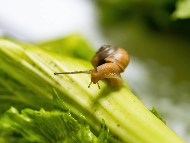 Closeup macro shot of snail crawling on green leaf. Green background - Photo, Image
