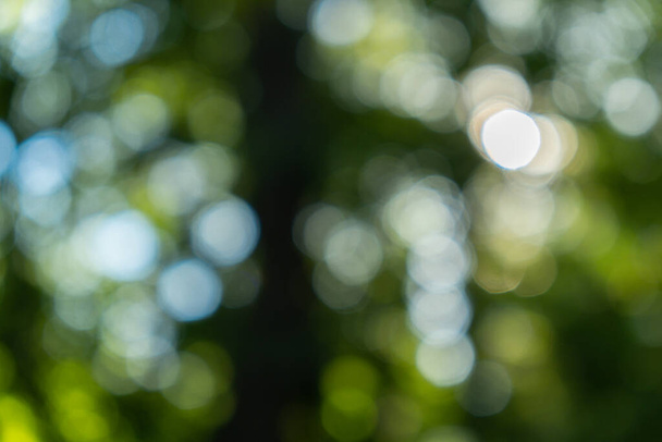 Piękne zielone żywe naturalne bokeh abstrakcyjne tło. Letnia koncepcja abstrakcyjnego rozmytego tła. Słońce przedzierające się przez drzewa liści Rozproszone liście drzew i miękkie światło słoneczne - Zdjęcie, obraz